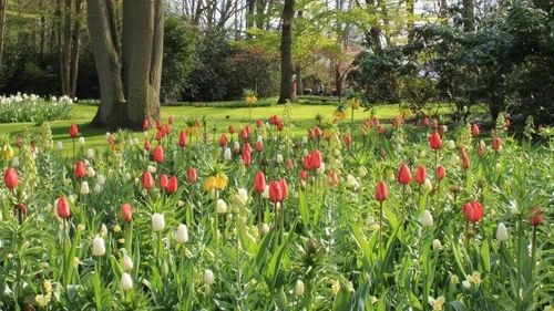 Bike tour: Super Tulip Tour